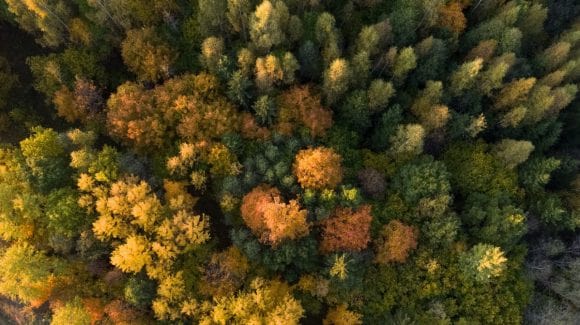 Aerial view of a forest with trees in various colors, captured from above.