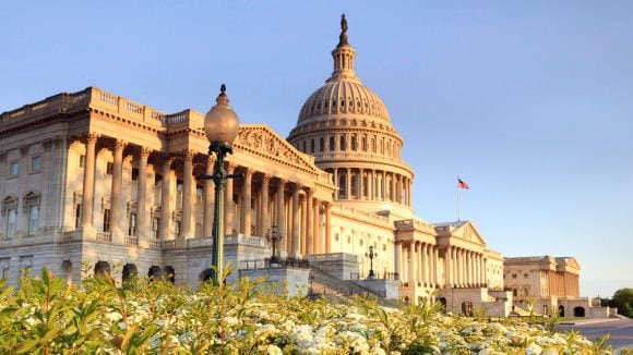 U.S. Capital building in Washington D.C., framed by white flowers in the foreground