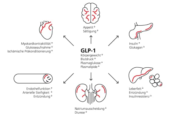Eine grafische Darstellung der Auswirkungen, die GLP-1 auf verschiedene Körperorgane und deren Funktionen hat (z. B. Verringerung des Appetits, des Blutdruck, des Leberfettspiegels und zunehmende Sättigung, Diurese und Natriumausscheidung)