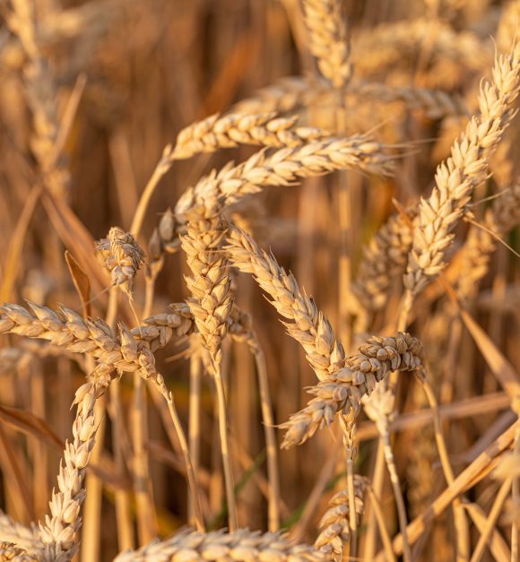 Per poter accumulare un risparmio sufficiente per la pensione, dovete pensare per tempo alla previdenza privata.