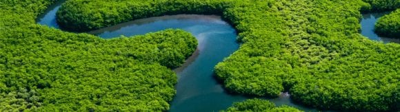 an aerial photograph of a sinuous river cutting through lush, vibrant green forest, forming natural curves and channels.