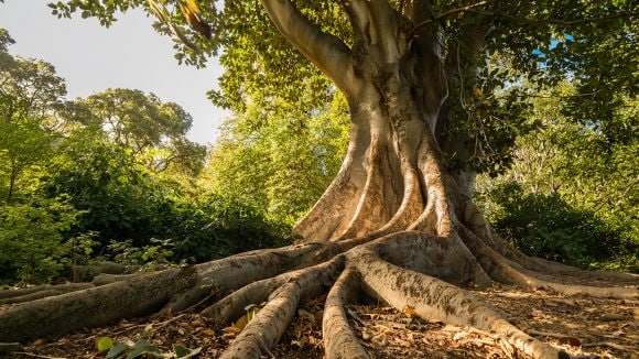 View of the base of an Australian Banyan tree with buttress roots spreading out against a background of lush green foliage.