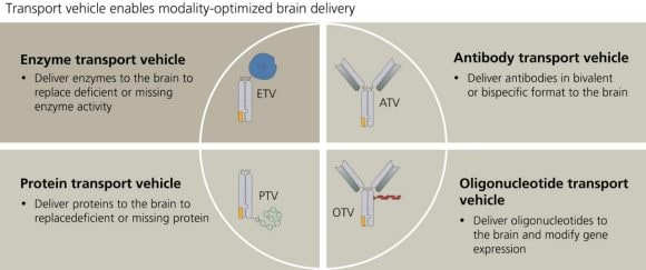 Different vehicles allow enzymes, proteins, antibodies and oligonucleotides to cross the blood-brain barrier