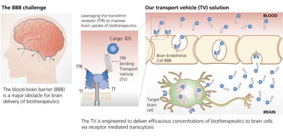 Image showing how biotherapeutics are transported through the blood-brain barrier