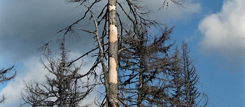 Saurer Regen zerstört europäischen Wald