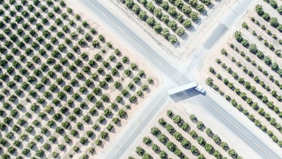 USA, California, Orange trees , Visalia town