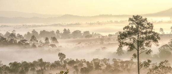 A foggy landscape with trees and hills