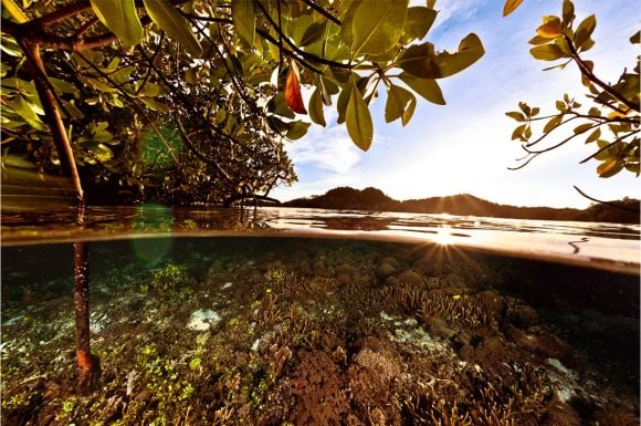 Protecting our ocean