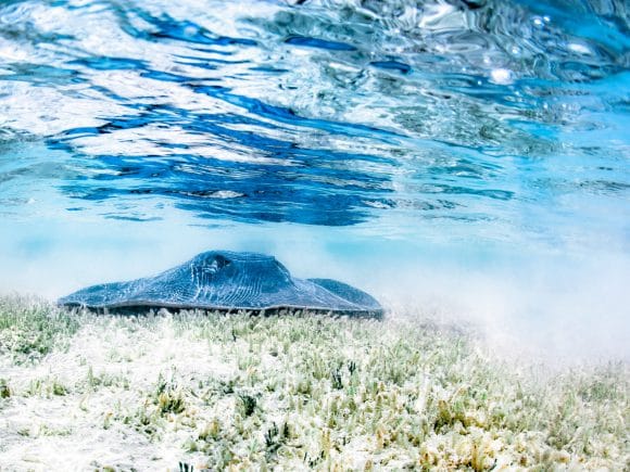 A stingray hover on seagrass in shallow water on the cover of the Sea beyond the blue guide