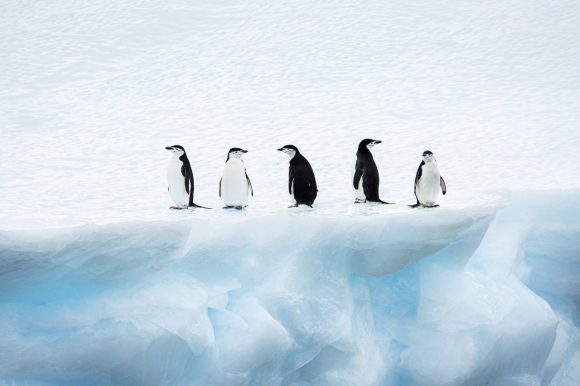 Penguins on a block of ice on the cover of the UBS On thin ice guide