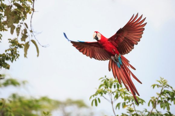 A colourful tropical bird flying near tree branches