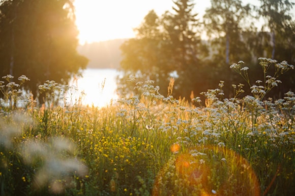 A fields of rewild flowers and shrubs at sunset