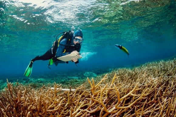 A diver surveying a coral reef in the shallow