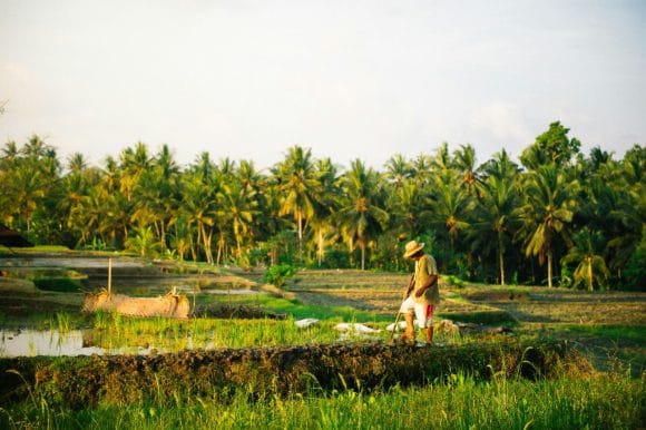 Person working in a lush green rice field with a traditional hat, near water and palm trees