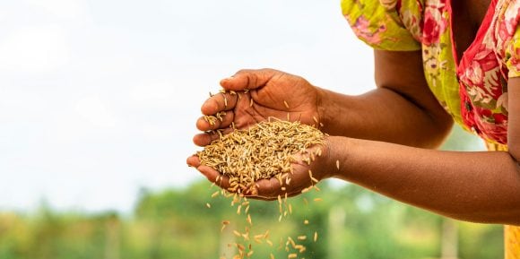 Cupped hands full of grains
