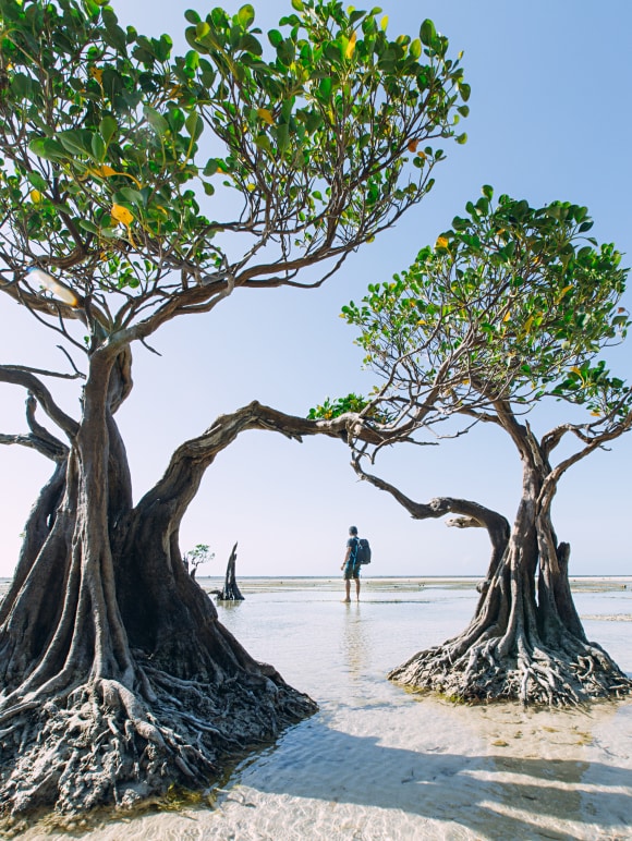 Mangrove trees in shallow sandy areas are focus of our climate and environmental philanthropy