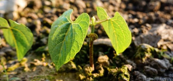Una planta brotando en el campo