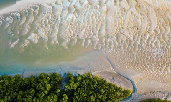 Área de manguezais na região amazônica