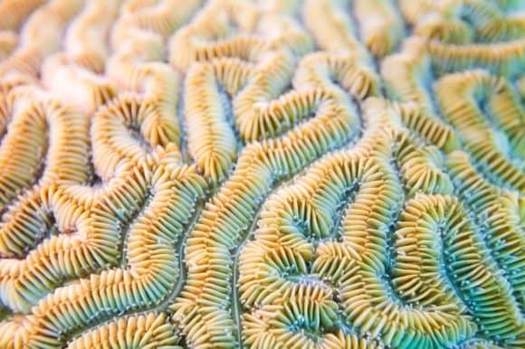 Groved brain coral