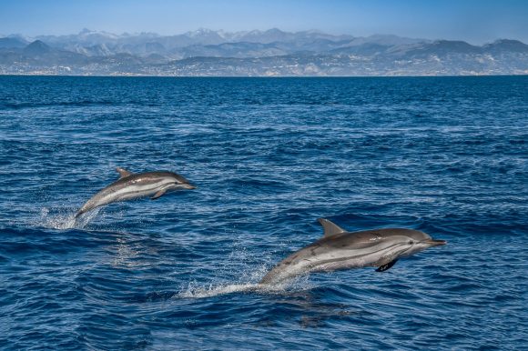 Dolphins in blue sea