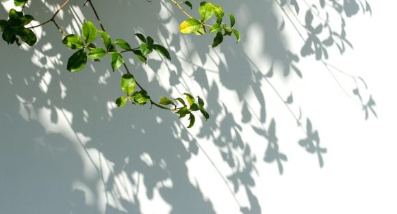 Berufliche Vorsorge – Licht und Schatten