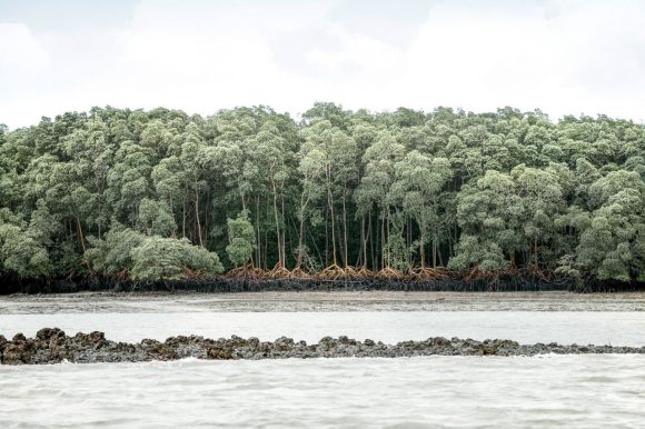 Mangroves