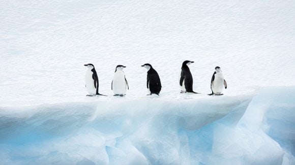 The free rider problem