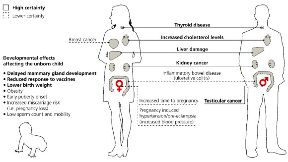 Harmful effects of PFAS on human health (thyroid disease, liver damage, kidney cancer etc)