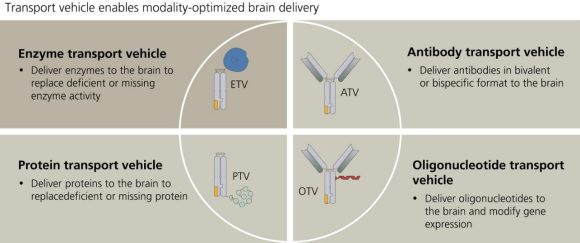 Different vehicles allow enzymes, proteins, antibodies and oligonucleotides to cross the blood-brain barrier