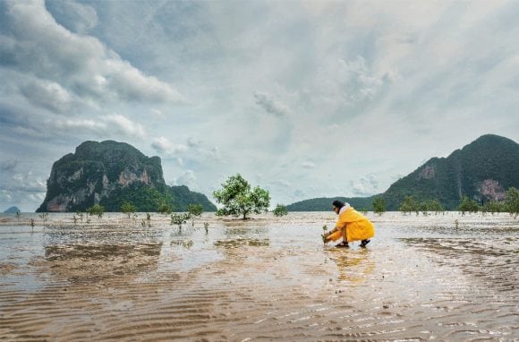 Woman planting mangrove on beach