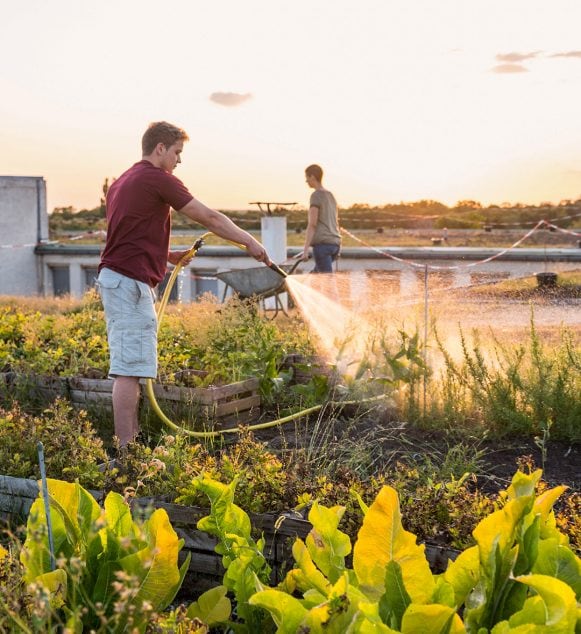 Person watering raised bed garden